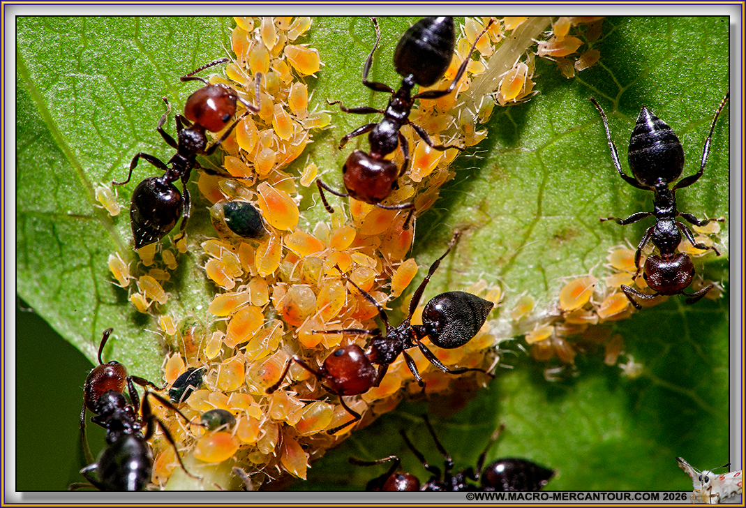 FOURMIS